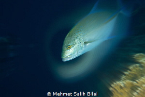 Bluefin trevally.No photoshop. by Mehmet Salih Bilal 
